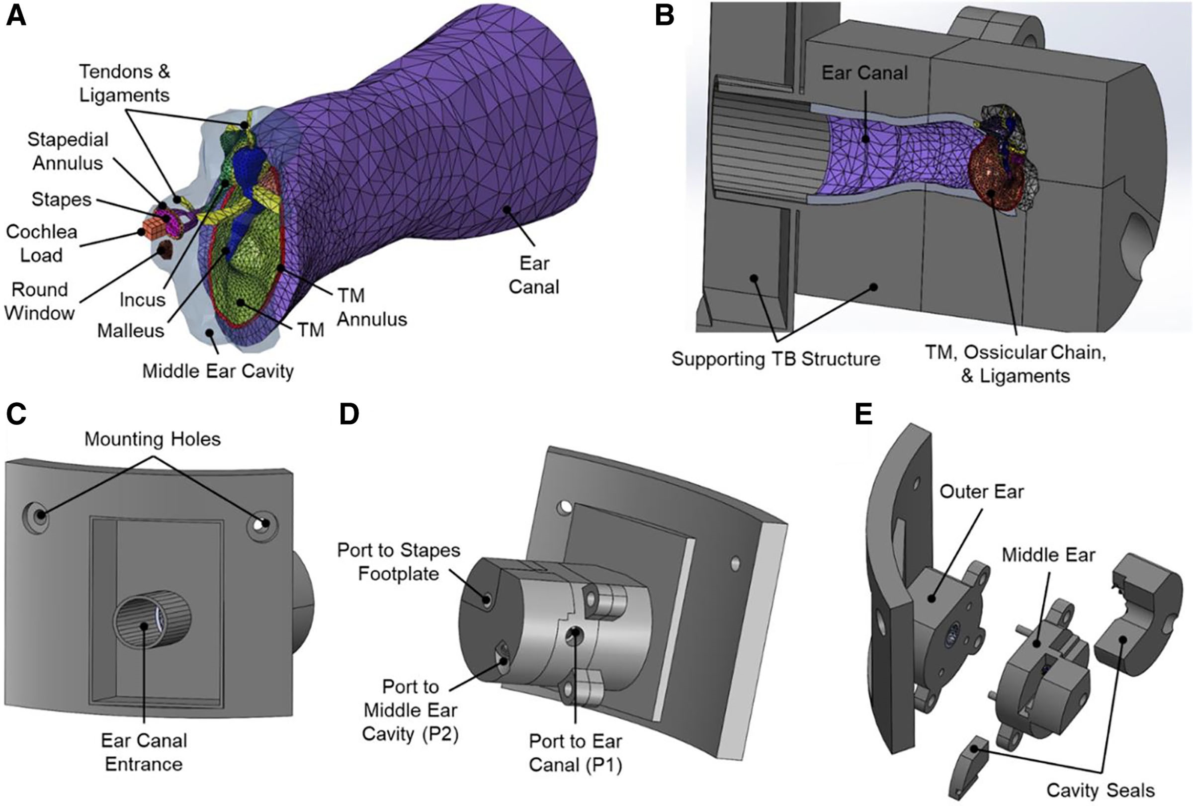 Modèles CAO du modèle d'oreille imprimé en 3D.  Image via Otologie & Neurotologie Open.