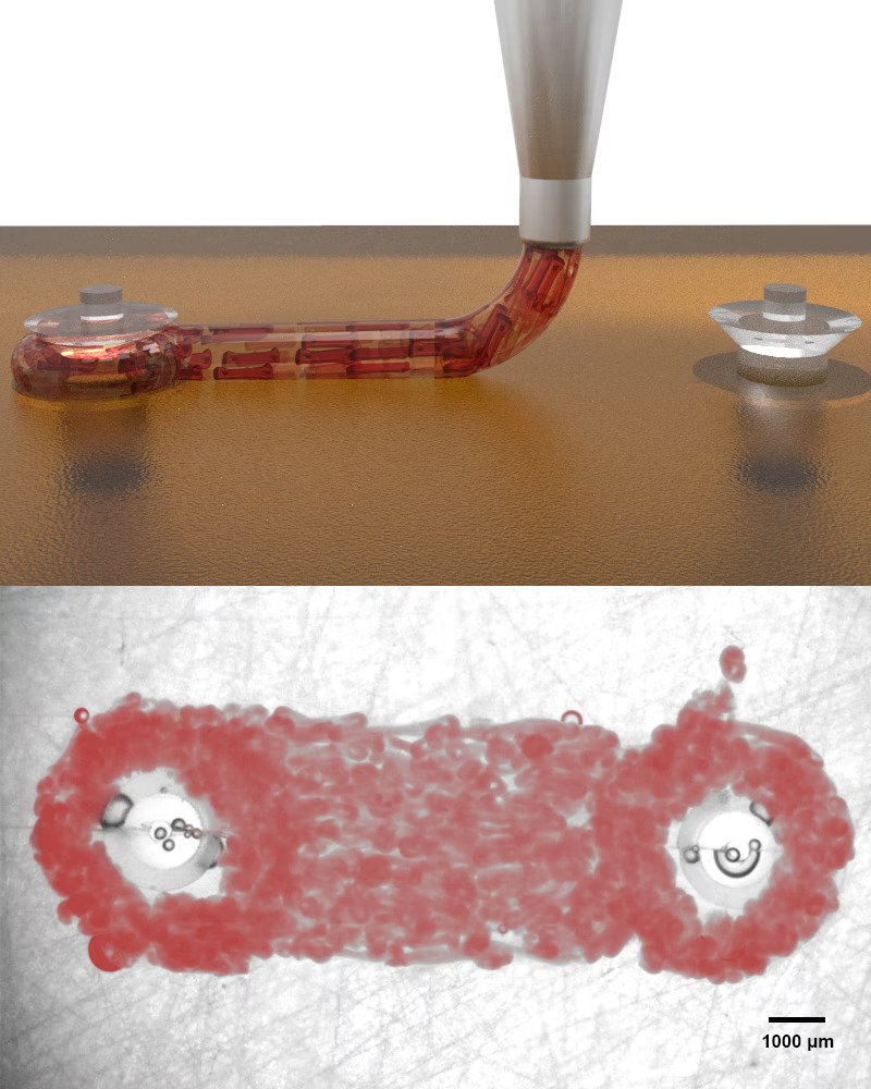 Bioprinting long cardiac macrofilaments to measure the macropillar deflections caused by the contractile heart muscle layer. Image via Harvard University.