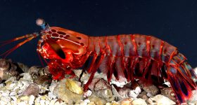 The mantis shrimp. Photo via Roy L. Caldwell, University of California, Berkeley.