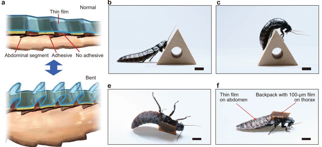 Cockroaches tackling the team's obstacle course. Image via RIKEN's CEMS.