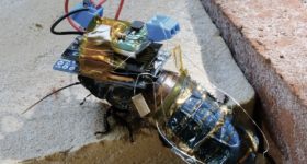A cockroach wearing the researchers' 3D printed backpack. Photo via the RIKEN CEMS.