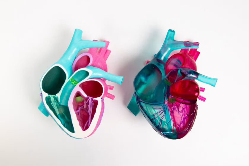 Heart models 3D printed from Mimaki's Pure Clear MH-110PCL material. Photo via Mimaki. 