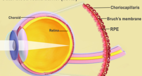 The outer blood-retina barrier is the interface of the retina and the choroid, including Bruch's membrane and the choriocapillaris. Image via the National Eye Institute.