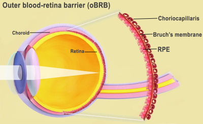 The outer blood-retina barrier is the interface of the retina and the choroid, including Bruch's membrane and the choriocapillaris. Image via the National Eye Institute.