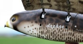 Featured image shows a close-up of the Falcon shaped Drone Bird. Photo via The Drone Bird Company.