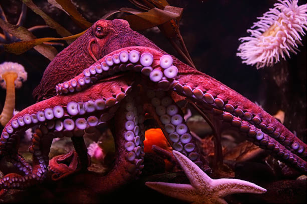 Octopus tentacles inspired this new adhesive skin technology. Photo via B9Creations