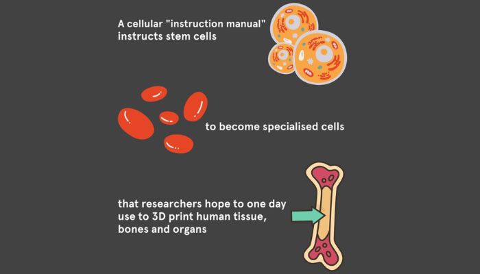 The researchers have developed an "instruction manual" for cells. Image via The University of Sydney.