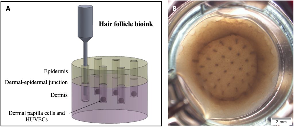 3D bioprinting of hair follicles within skin. Photo via RPI.