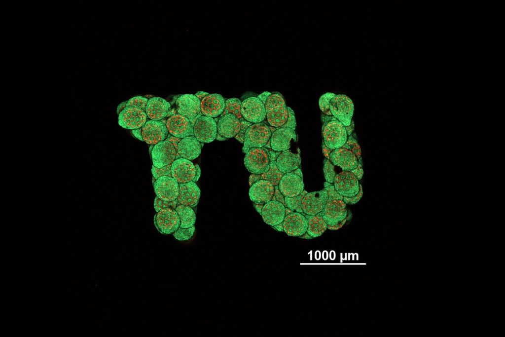 The spheroids in which living cells are grown, can be assembled into almost any shape. Image via TU Wien