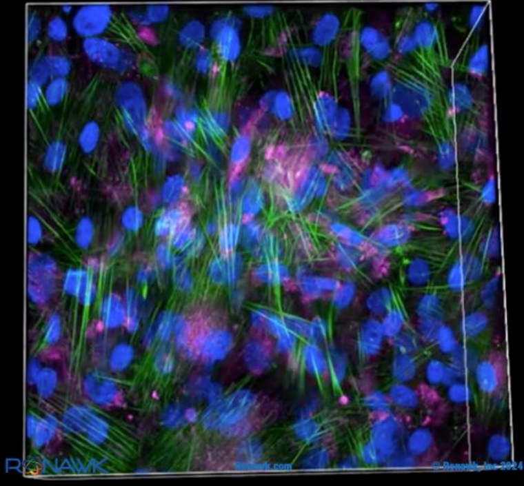 Adipose stem cells. Image via B9Creations.