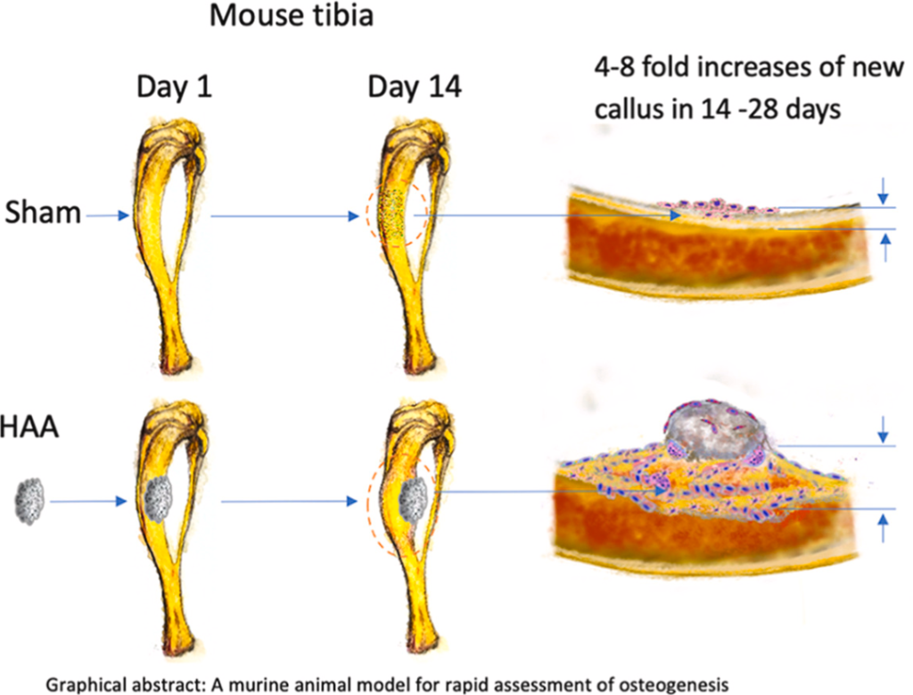 A murine animal model for rapid assessment of osteogenesis. Image via Swansea University.