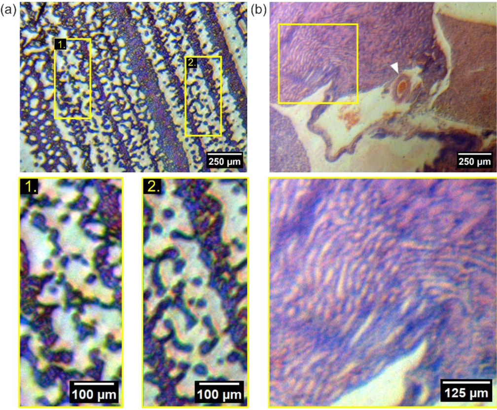 (a) An image of a Giemsa-stained blood smear. Two regions of interest are highlighted, where individual red blood cells are visible across a 1.7 mm field of view. (b) An image of a H&E-stained mouse kidney. The thin section reveals structures like an interlobular arteriole (indicated by a white arrow) and renal tubules, with a magnified region showing the organization of nephrons in a medullary ray spanning the corticomedullary junction. Image via University of Strathclyde.