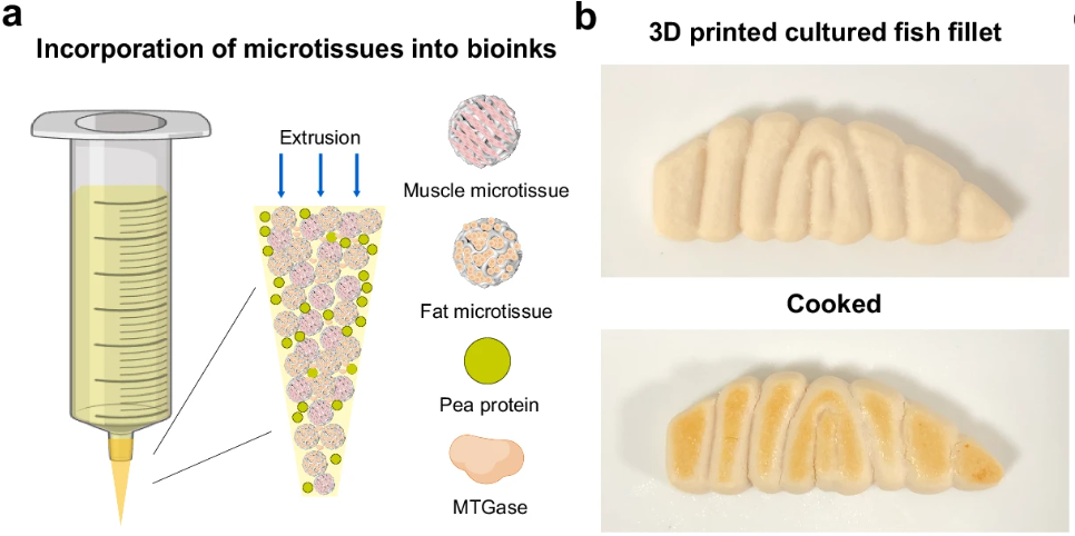 Properties of microcarrier-based cellular microtissues bioinks. The diagram was created using BioRender. b The appearance of raw and cooked 3D printed cultured fish fillet prototypes. Image via Ocean University of China.