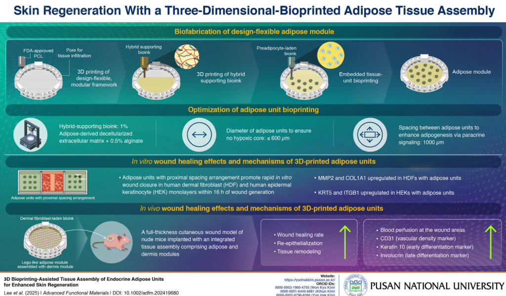 The conditions for 3D bioprinting of adipose tissues involved the use of adipose-derived decellularized extracellular matrix and alginate as a hybrid ink. Image via PNU.