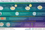 Improved and faster wound healing by 3D printing fat tissue