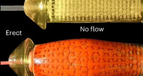 The researchers used a hydrogel to 3D print a model of the corpus cavernosum - a key structure in the penis that fills with blood during an erection. Next, they seeded this scaffold with endothelial cells - the main cells that line blood vessels. Image via SCUT.
