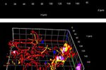 3D Printed Motor Neuron Organoids by Uppsala Researchers Could Accelerate ALS Drug Development