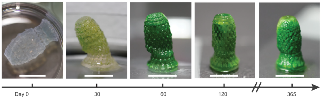 Continuous culture over 400 days. Photo via ETH Zurich.