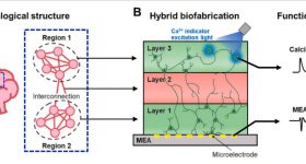 Platform integrating brain-structure-mimicking neural network model construction and functional measurement technology. Image via KAIST.