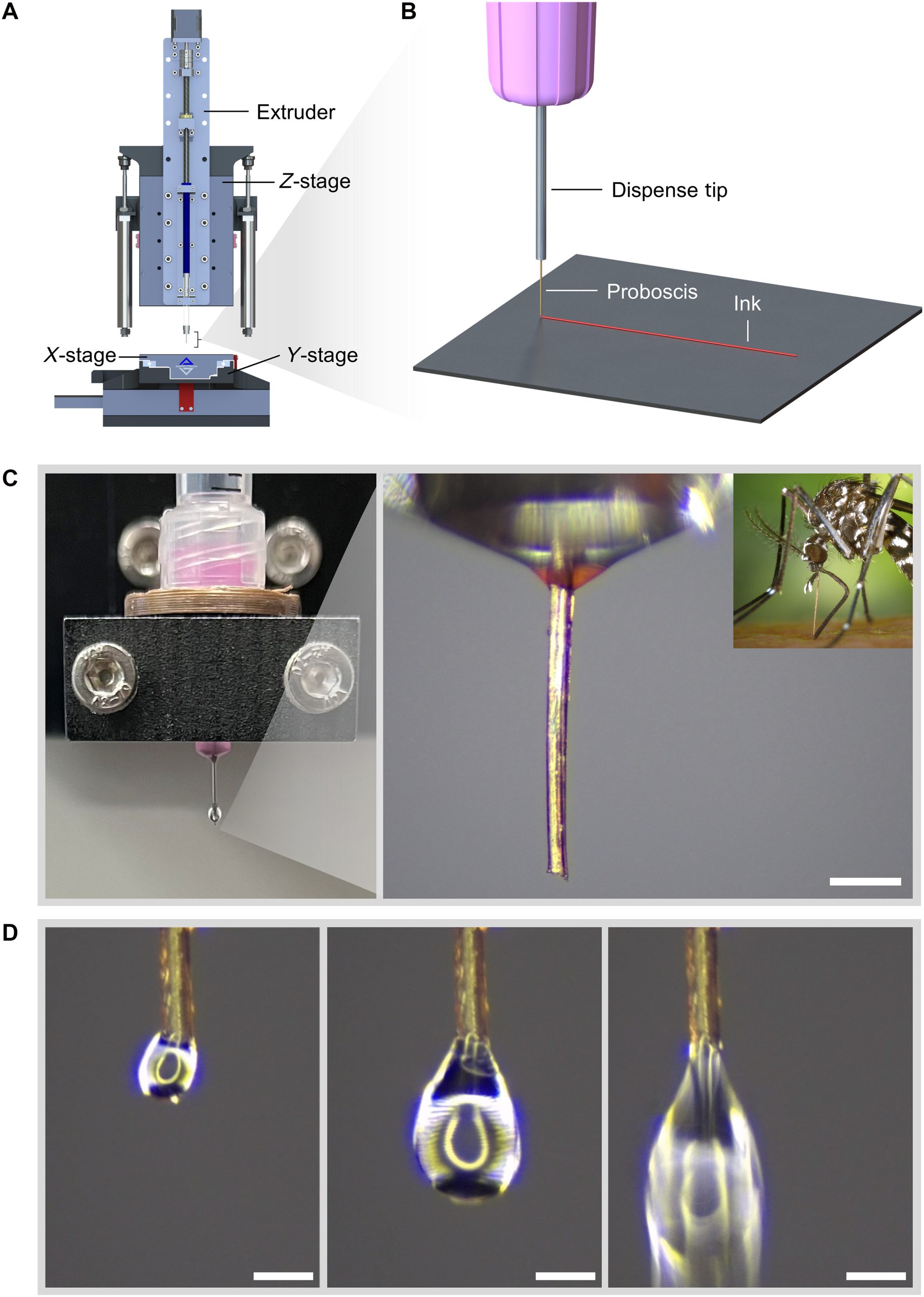 Mosquito proboscis used as 3D printing nozzle in a latest McGill research