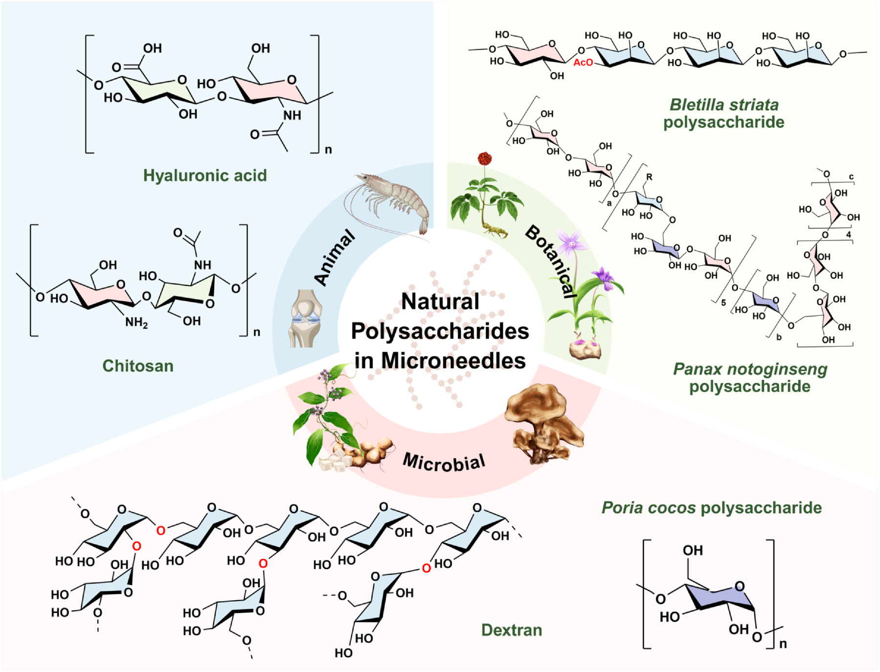 Structures of representative polysaccharides used in microneedle systems. Image via Zhang et al.