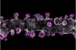 UCSF and Biohub Scientists Develop New Material to Grow More Consistent Lab Organs