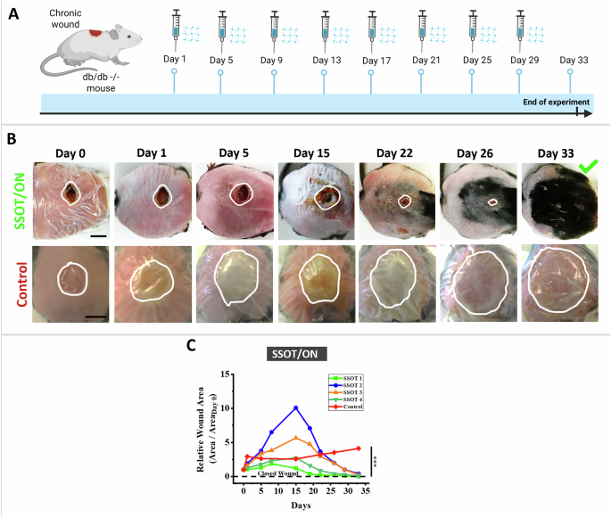 Effect of the SSOT technology on chronic wound healing in a diabetic mouse model. Image via Vaishali Krishnadoss et al., Communications Materials.