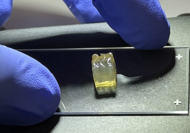 Biological tissues: Auxilium Biotechnologies successful bioprinted kidney and liver tissues aboard the International Space Station (ISS), marking the first time either tissue type has been manufactured in space. Photo via Auxilium Biotechnologies.