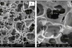 BITS Pilani’s New Hydrogel Targets Tissue Repair and Drug Delivery