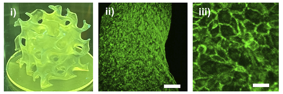 Researchers develop architected TPMS membranes for biohybrid artificial lungs