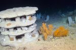 University of Galway and Ifremer Test 3D Printed Reefs for Cold-Water Coral Recovery